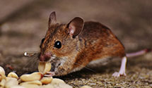 24 Hour & Emergency Exterminators in Childs, MD